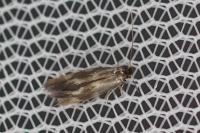 Bucculatrix nigricomella