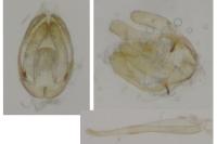 Bucculatrix nigricomella