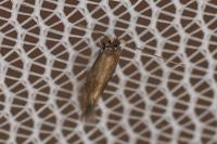 Bucculatrix nigricomella