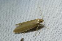 Agnoea subochreella