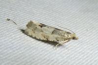 Epinotia bilunana