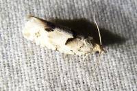 Epinotia bilunana