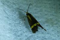 Nemophora degeerella