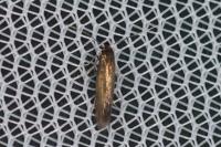 Bucculatrix nigricomella