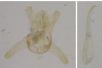 Bucculatrix nigricomella
