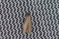 Coleophora lutarea