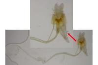 Coleophora lutarea