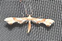 Cnaemidophorus rhododactylus