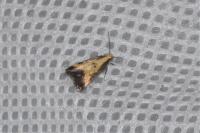 Brachmia dimidiella