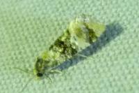 Cochylis nana
