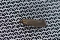 Glyphipterix fuscoviridella