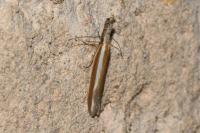 Pleurota aristella