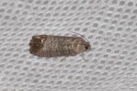Cydia pomonella