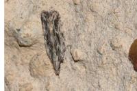 Anarsia innoxiella