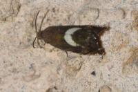 Grapholita orobana