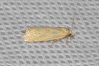 Cochylimorpha meridiana
