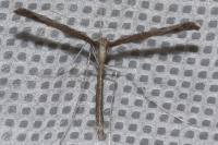 Agdistis