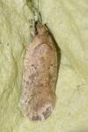 Agonopterix
