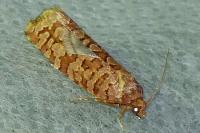Lozotaeniodes formosana