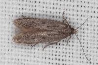 Oxypteryx helotella