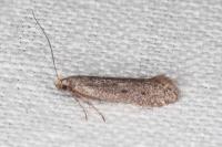 Oxypteryx helotella
