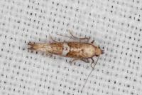 Acrolepiopsis marcidella
