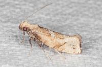Acrolepiopsis marcidella