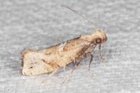Acrolepiopsis marcidella
