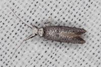 Paraswammerdamia albicapitella