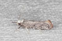 Paraswammerdamia albicapitella