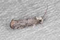 Paraswammerdamia albicapitella