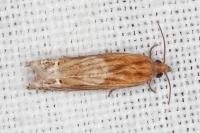 Eucosma gr. cana