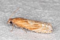 Eucosma gr. cana