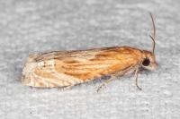 Eucosma gr. cana