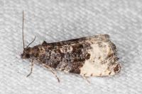 Hedya pruniana