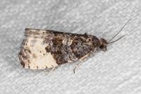 Hedya pruniana