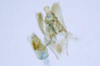 Acompsia cinerella