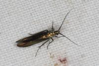 Coleophora alcyonipennella