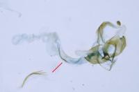 Coleophora alcyonipennella