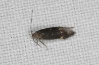 Aproaerema anthyllidella