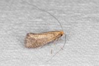 Nematopogon