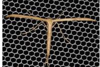 Emmelina monodactyla