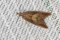 Dichrorampha acuminatana
