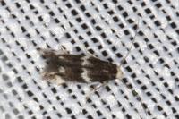 Elachista stabilella