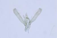 Elachista stabilella