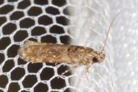 Teleiopsis diffinis