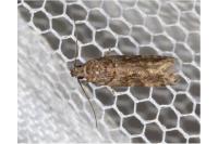 Teleiopsis diffinis