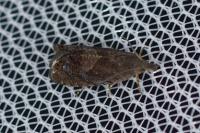 Dichrorampha aeratana