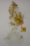 Dichrorampha aeratana