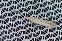Coleophora otidipennella